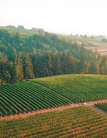 Aerial view of rolling countryside with a vast vineyard, autumn trees, and a winding road through sunlit fields.